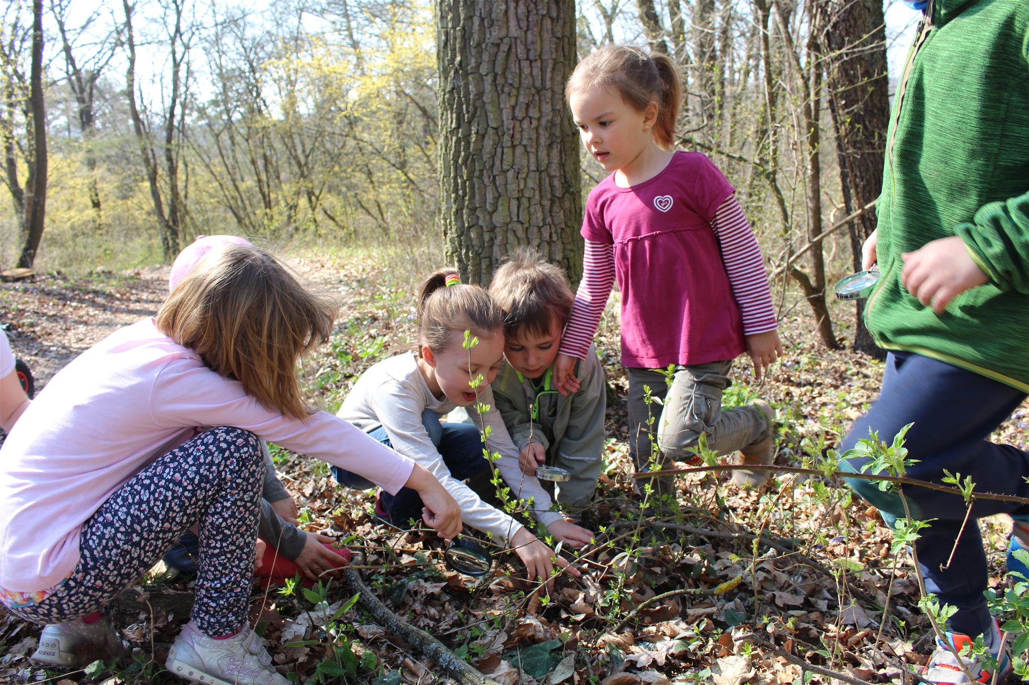 Kinder beim Forschen im Wald